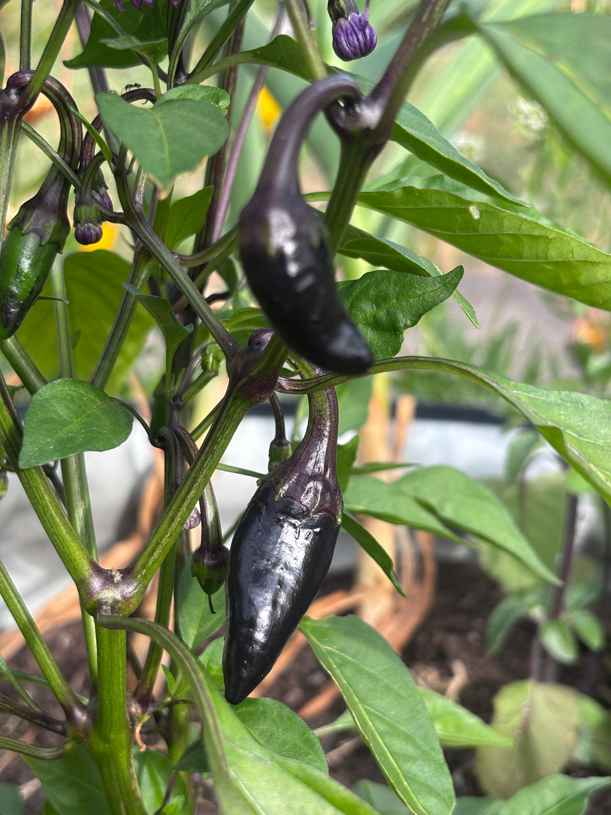 Black jalapeño peppers growing on a plant with green leaves.