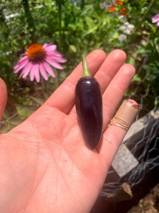 Hand holding a small black jalapeño pepper with a garden background