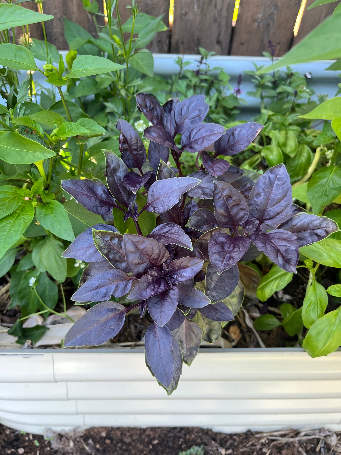 An off-white colored metal garden bed with purple basil leaves and pepper plants growing outdoors.
