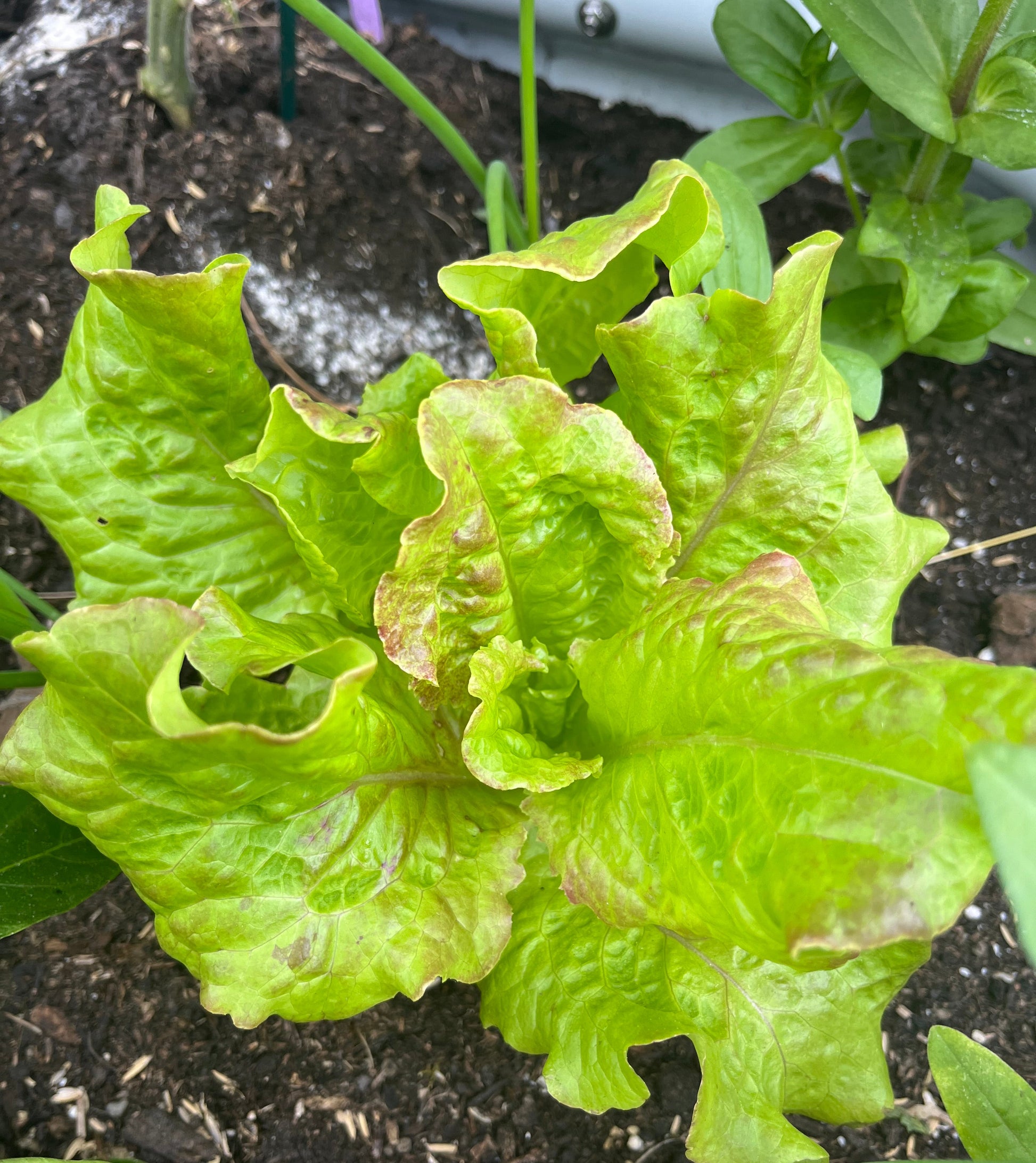A healthy lettuce with emerald-green leaves and red ruffled tips growing in soil.