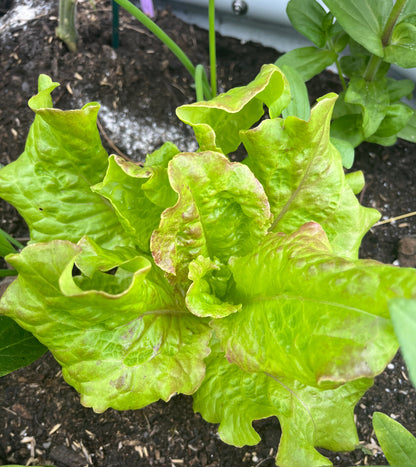A healthy lettuce with emerald-green leaves and red ruffled tips growing in soil.