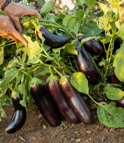 Eggplant, Diamond