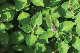 Basil, Tulsi / Holy Basil