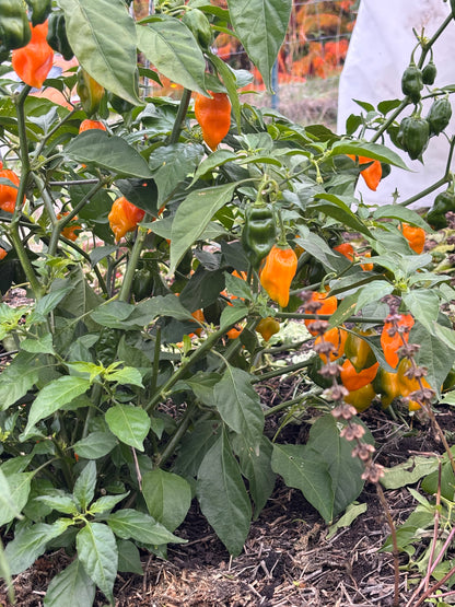 Orange peppers on a green plant with a blurred background