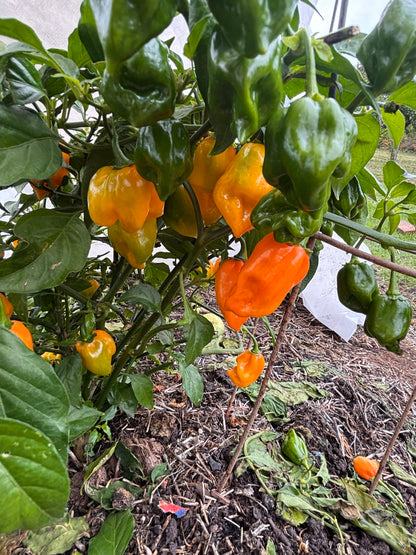 Orange and green habanero peppers growing on a plant with a blurred background