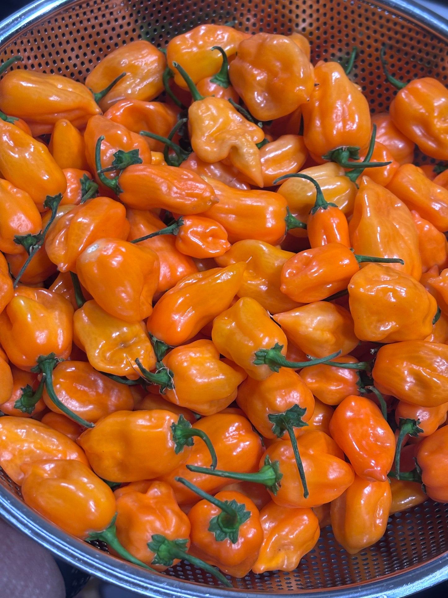 Orange habanero peppers with green stems in a metal colander