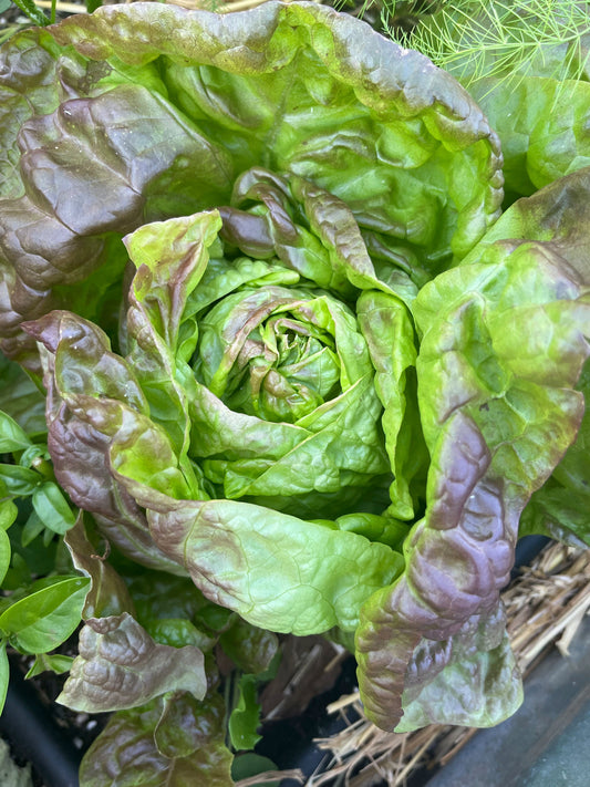 A close-up image of a lettuce plant with green leaves that are beginning to show a red tint, forming a crinkly rosette.