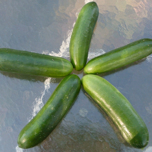 Cucumber, Mideast Peace