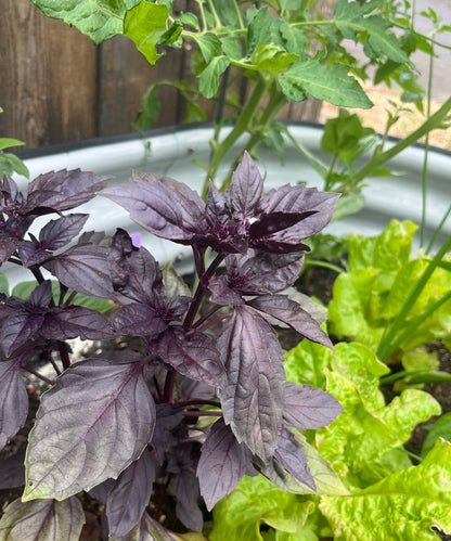 Basil, Purple