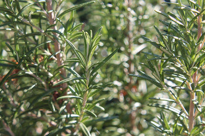 Rosemary