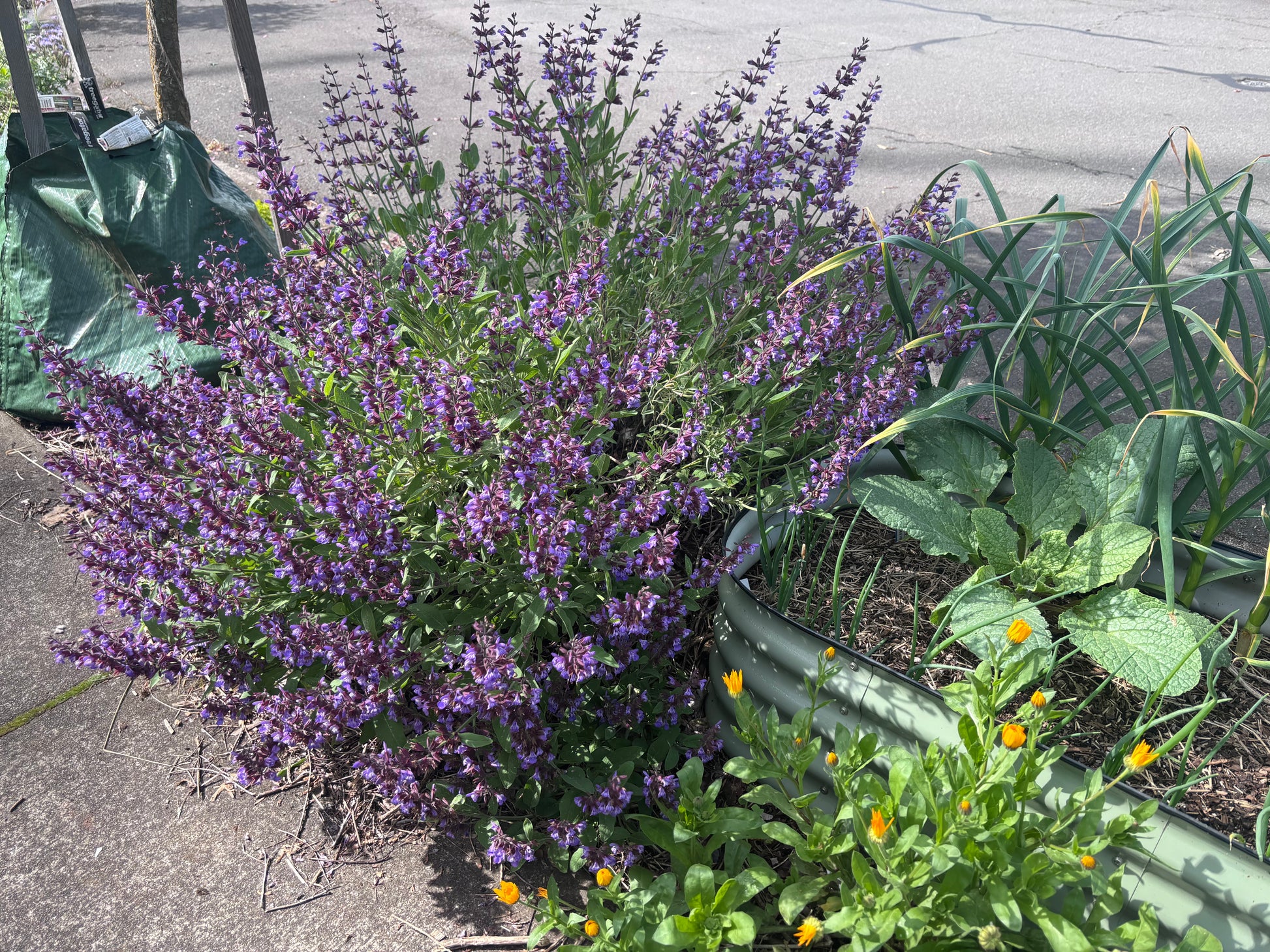Purple flowering sage plant in a garden bed with green leaves and small yellow flowers.