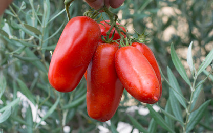 Tomato, San Marzano