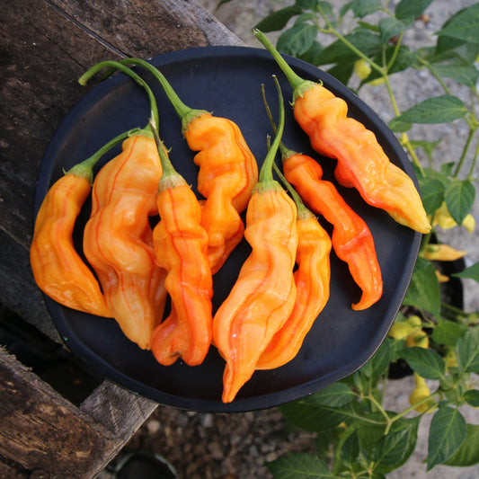 Orange chili peppers on a dark plate with green leaves in the background