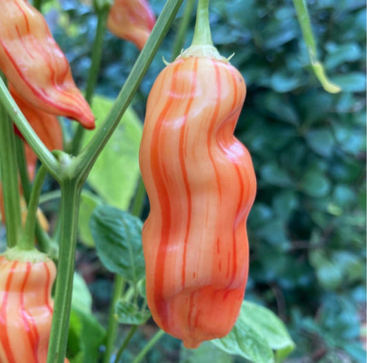 Marbled orange pepper on a plant with green leaves in the background