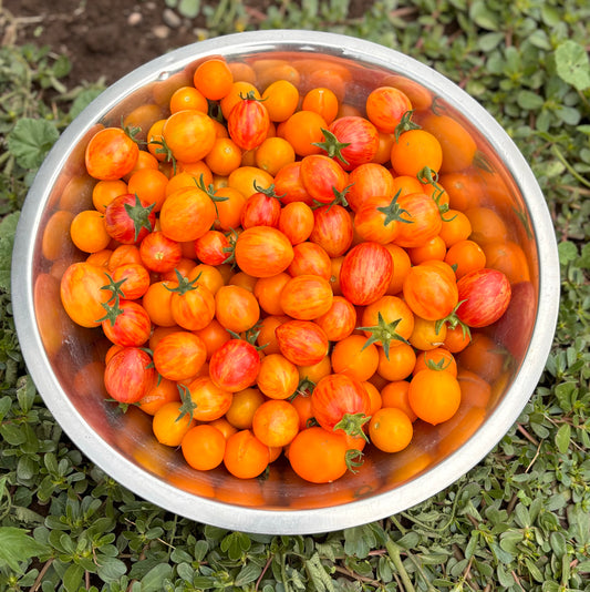 Tomato, Sunrise Bumblebee