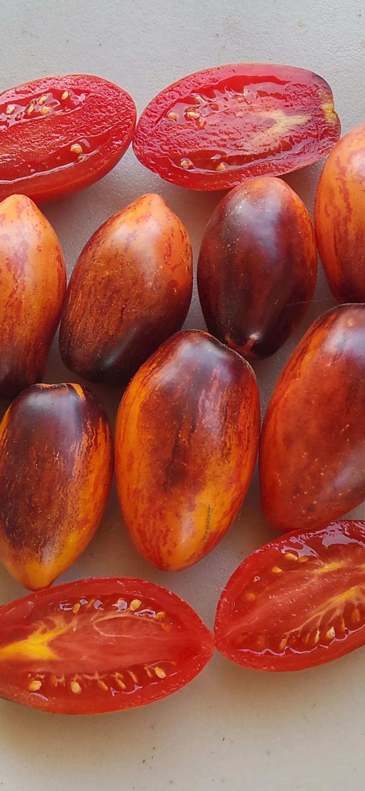 Tomato, Apollo's Chariot