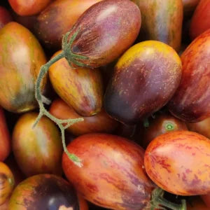 Tomato, Apollo's Chariot