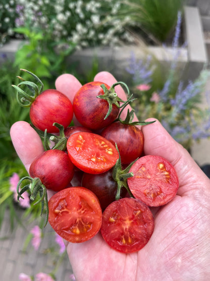 Caucasian hand holding a bunch of red cherry tomatoes with streaked black shoulders in a garden background
