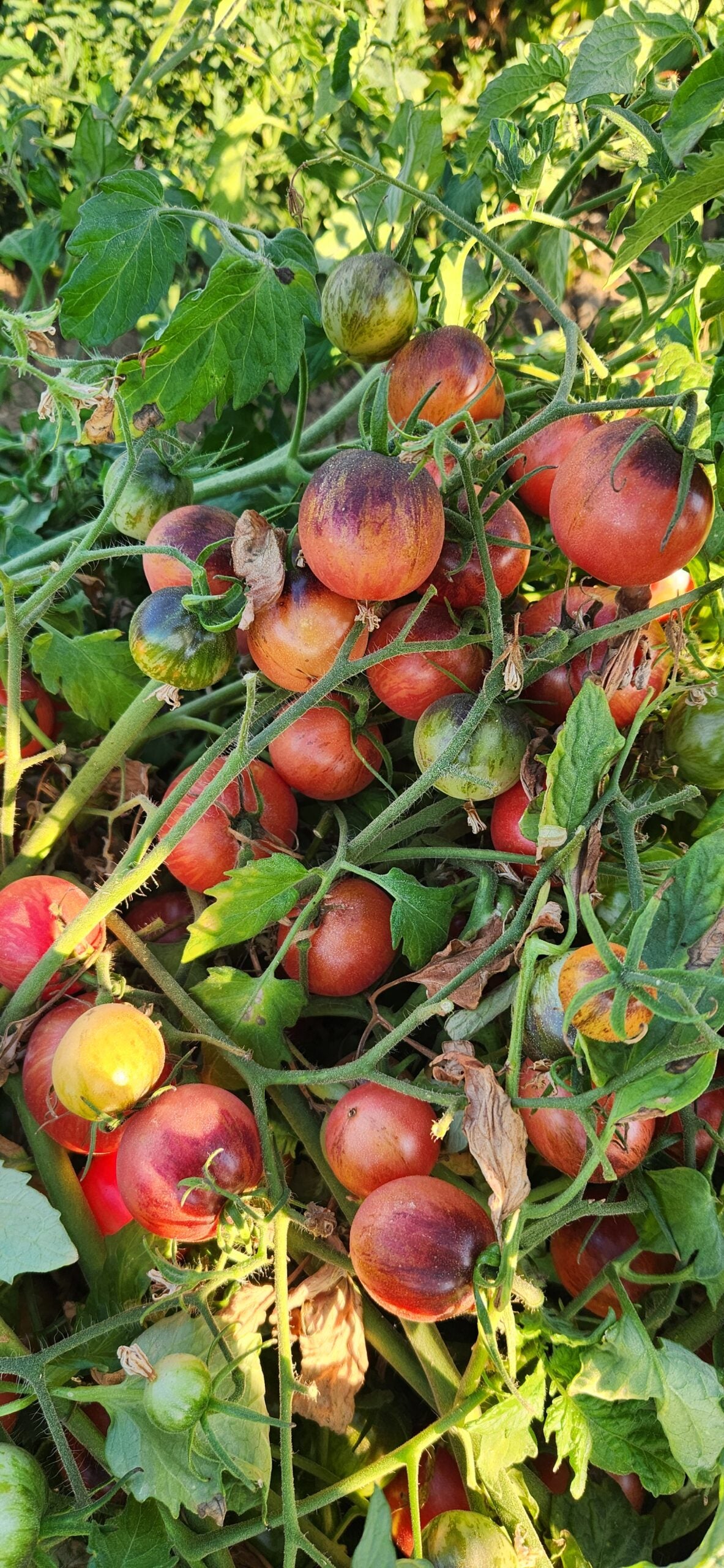 Round pink with faint stripes and anthocyanin – blue shoulders on the vine.  