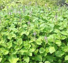 Basil, Tulsi / Holy Basil