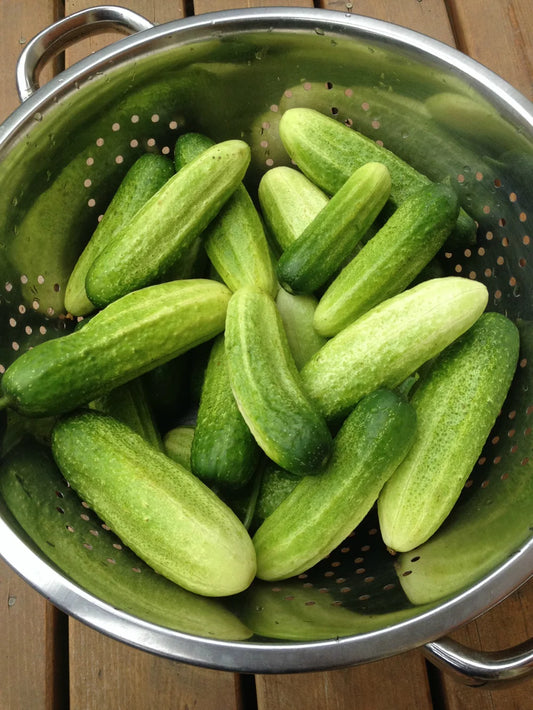 Cucumber, Vorgebirgstrauben (Pickling)