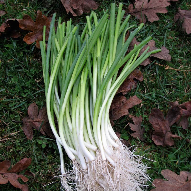 Onion, Evergreen Hardy Bunching (Scallion)