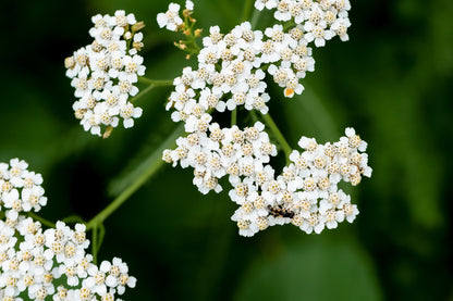 Yarrow