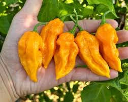 A hand holding several yellow ghost peppers with a green leaf blurry background.