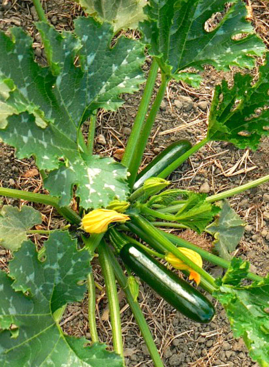 Zucchini, Dark Star