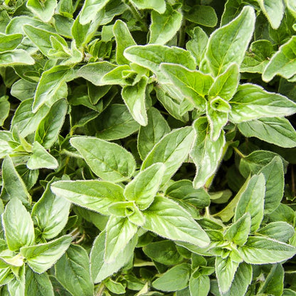 Kitchen Herb Mix 6pk