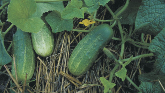 Cucumber, Morden Early Pickling