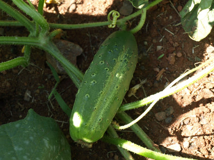 Cucumber, Morden Early Pickling